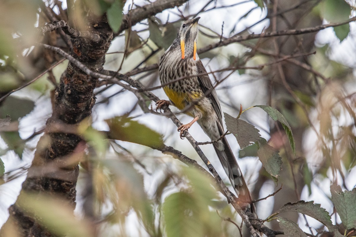 Yellow Wattlebird - ML242490631