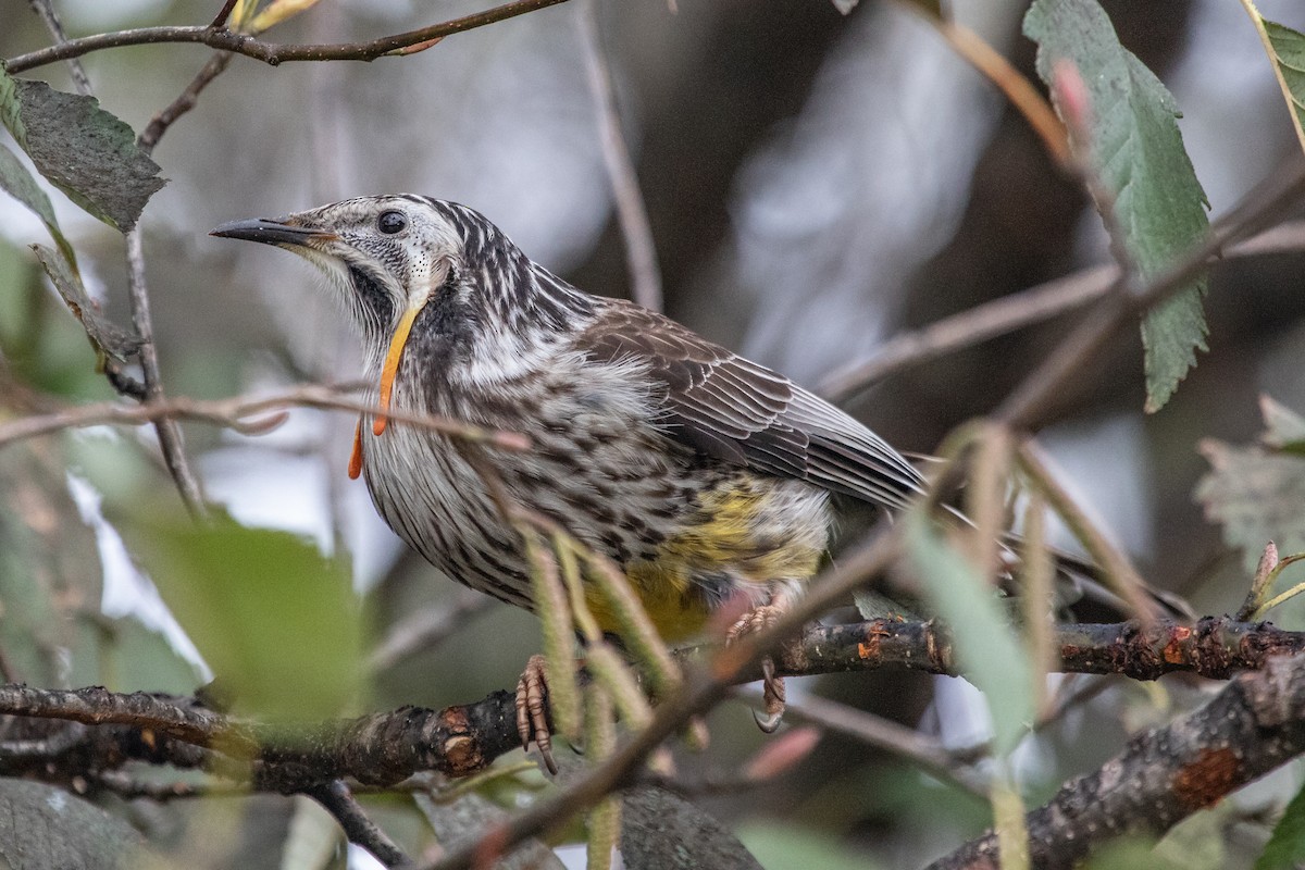 Yellow Wattlebird - ML242490651