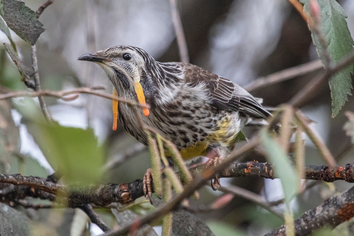 Yellow Wattlebird - Ramit Singal