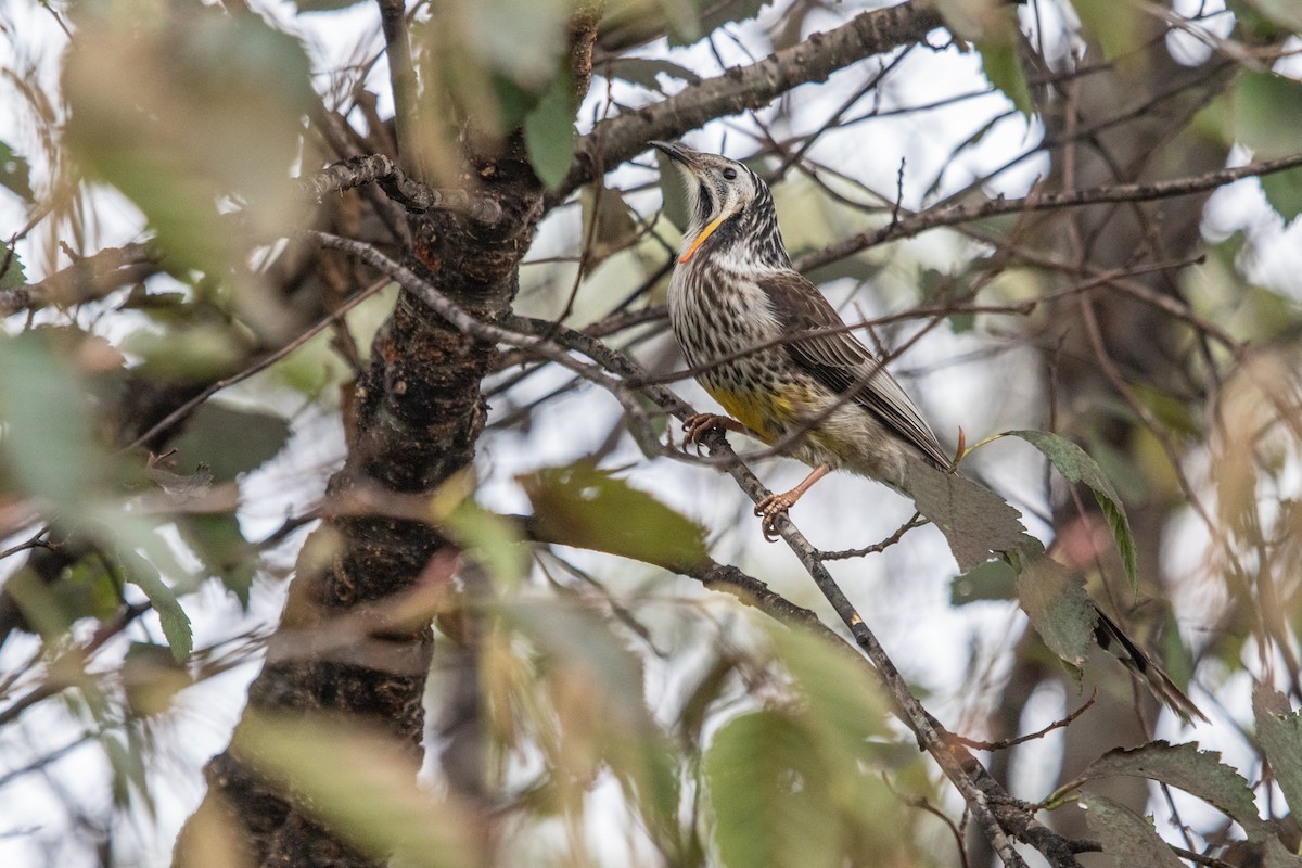 Yellow Wattlebird - ML242490681