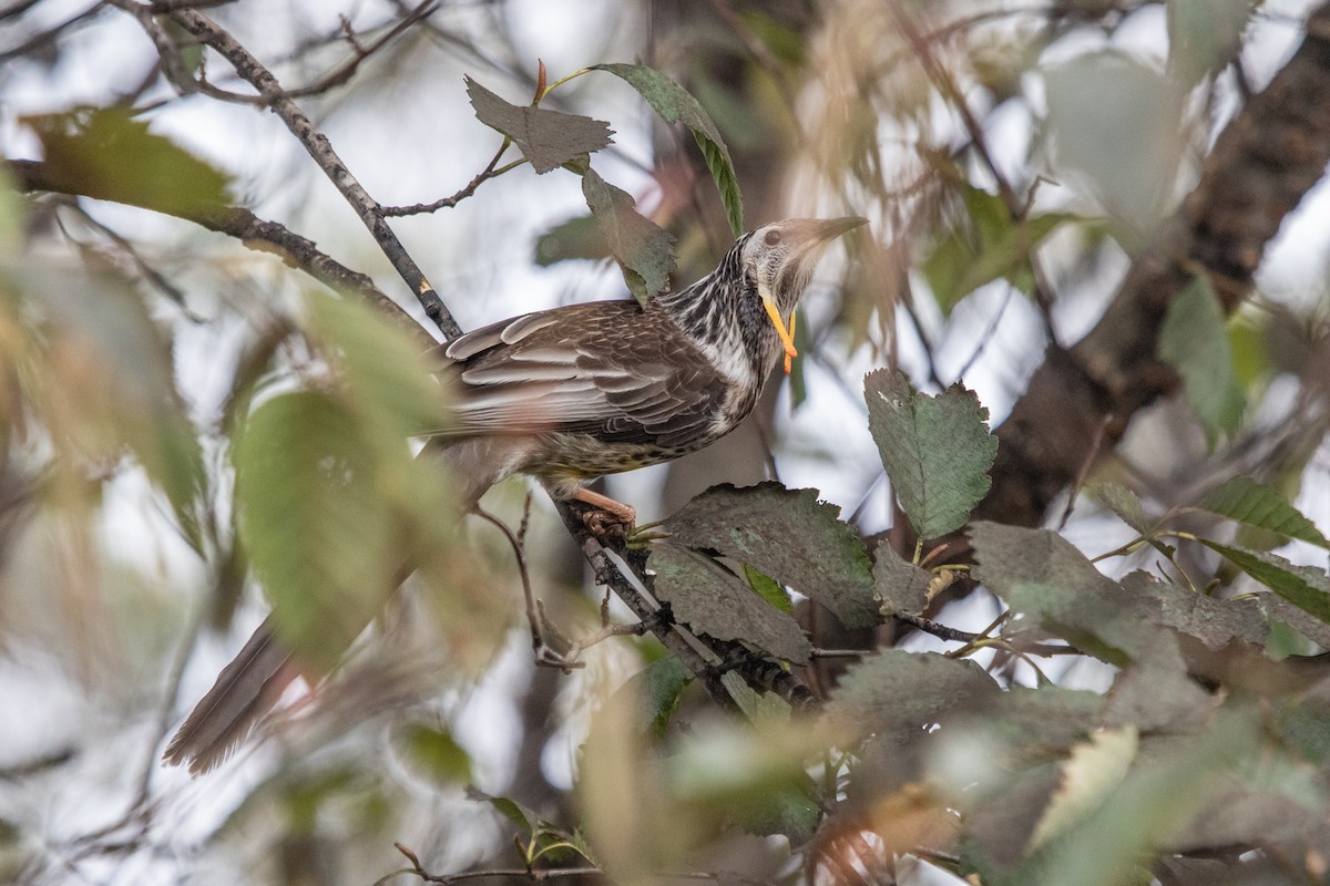 Yellow Wattlebird - ML242490741