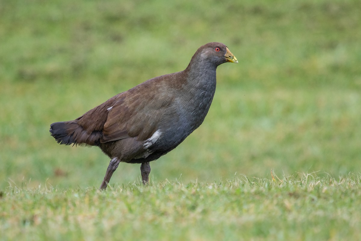 Tasmanian Nativehen - Ramit Singal