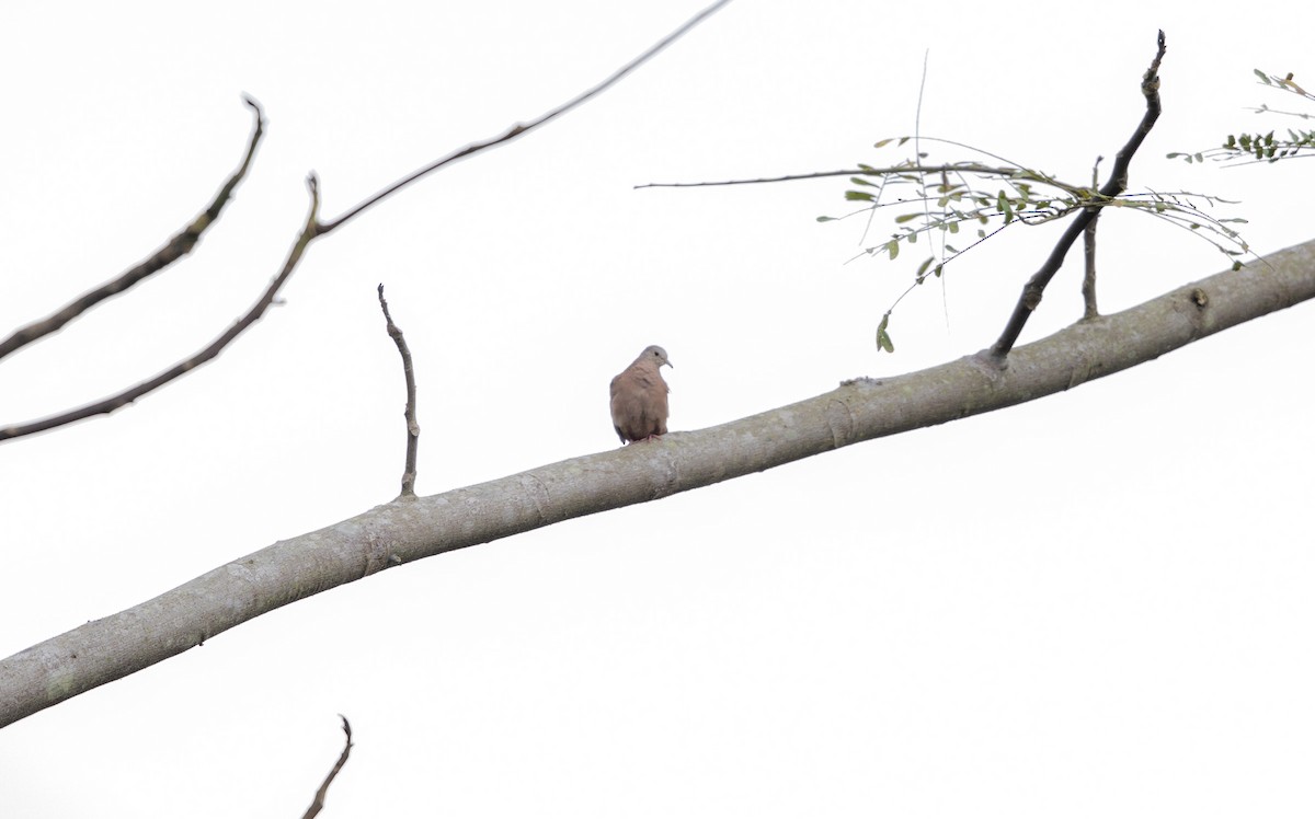 Ruddy Ground Dove - ML242490811