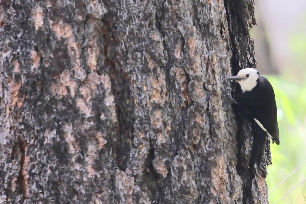 White-headed Woodpecker - Brian White