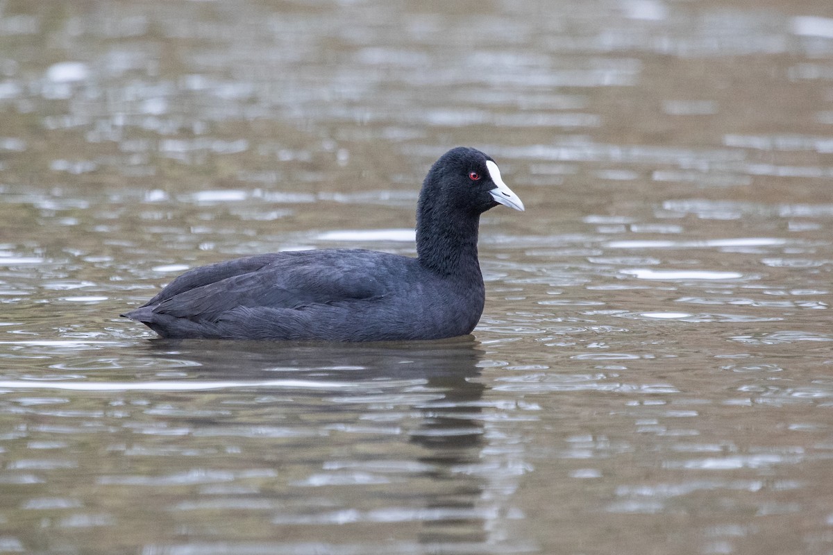 Eurasian Coot - ML242491001