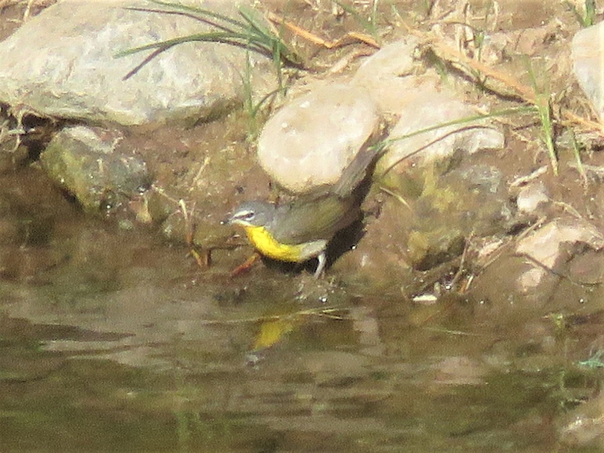 Yellow-breasted Chat - ML242491101