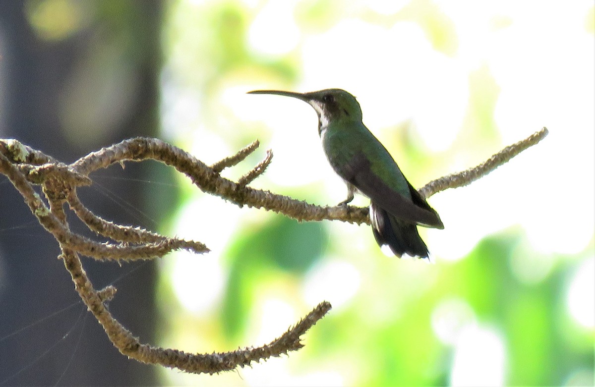 Green-breasted Mango - ML242491551