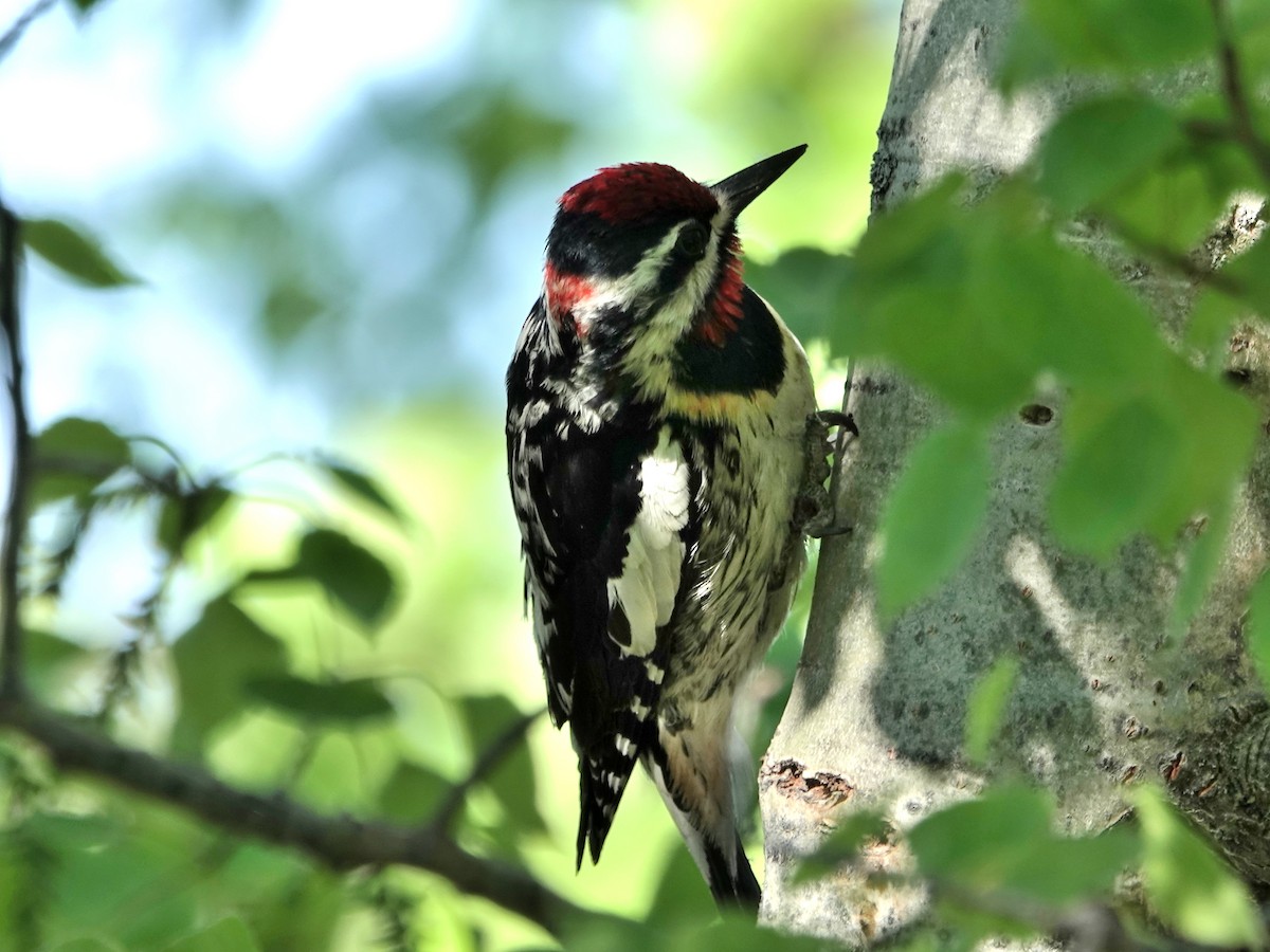 Red-naped Sapsucker - ML242491791