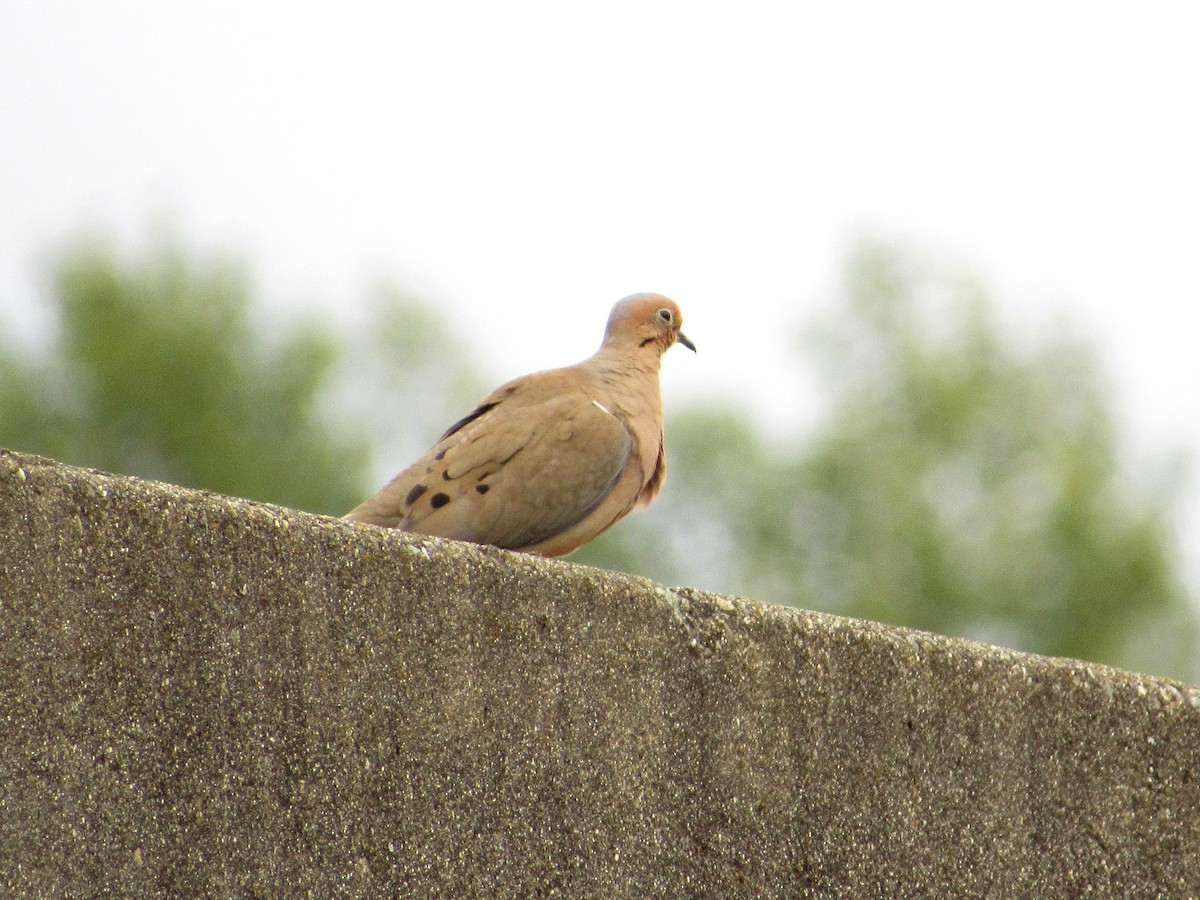 Mourning Dove - ML242491891