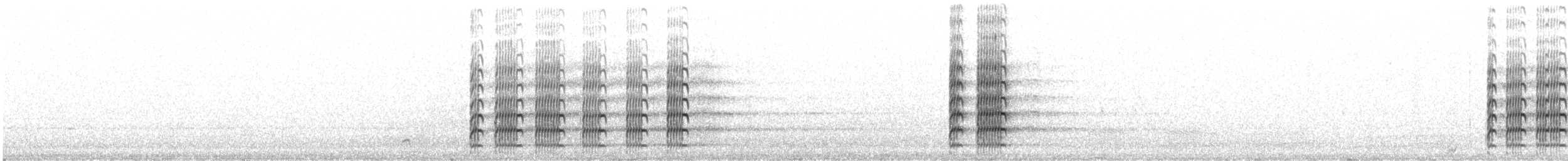 čejka australská (ssp. novaehollandiae) - ML242492071