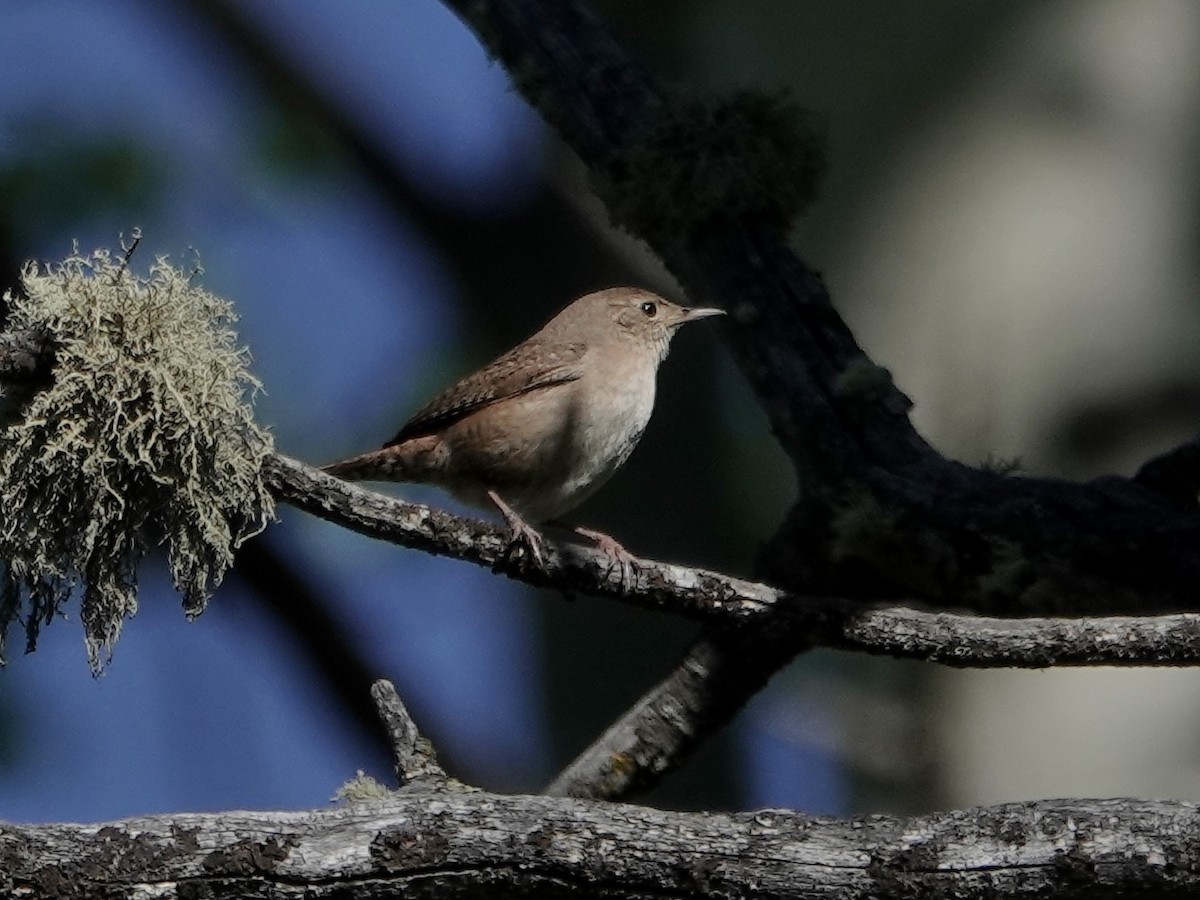 House Wren - ML242492691