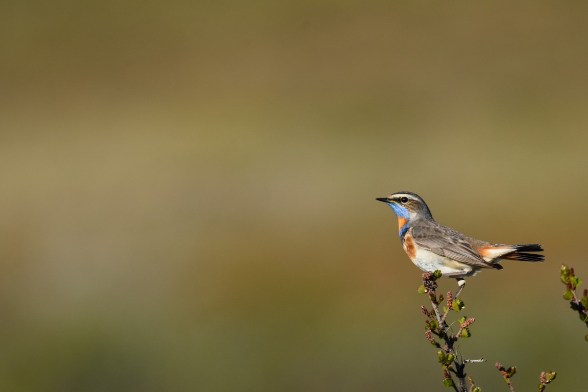 Bluethroat - ML242493991