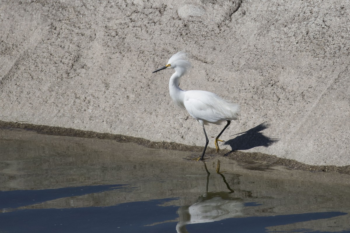 Snowy Egret - ML242494551