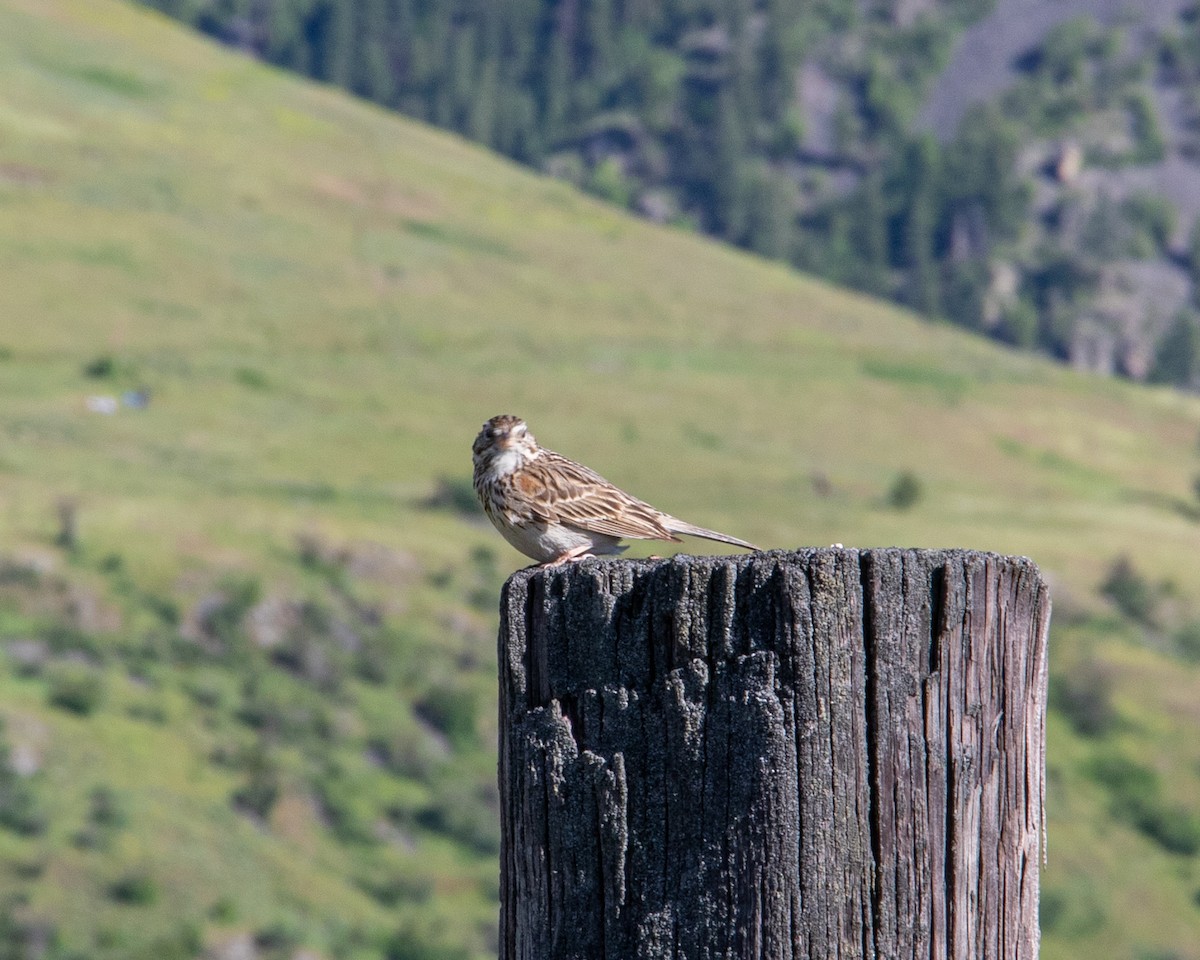 Vesper Sparrow - ML242494971