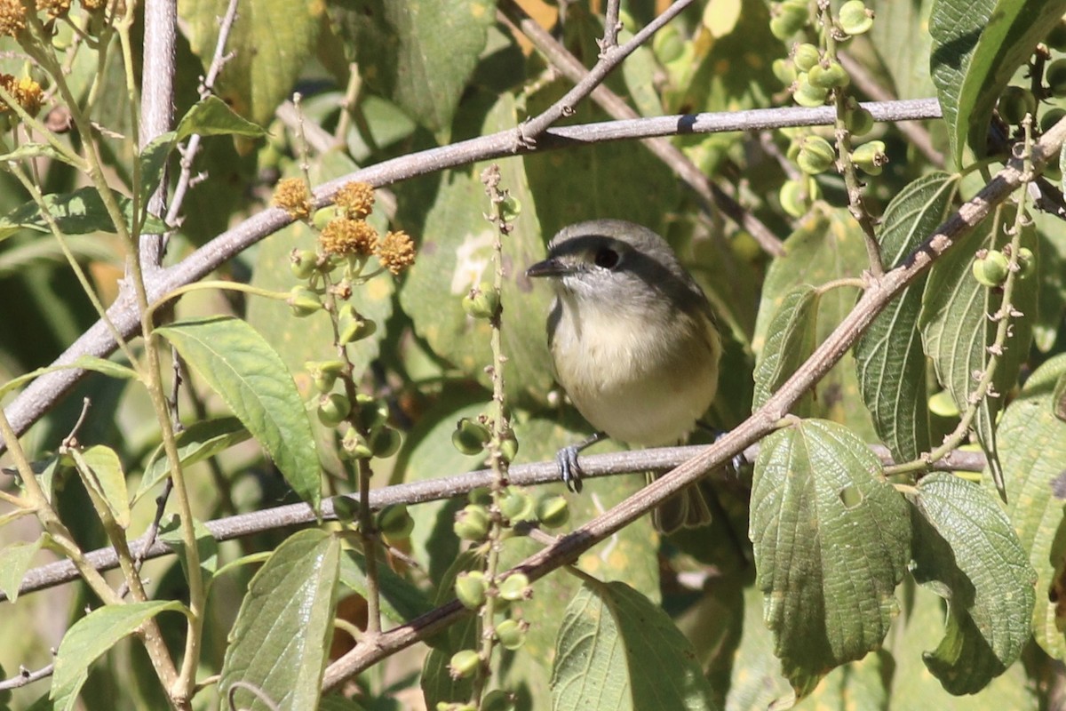 Dwarf Vireo - Eric Antonio Martinez