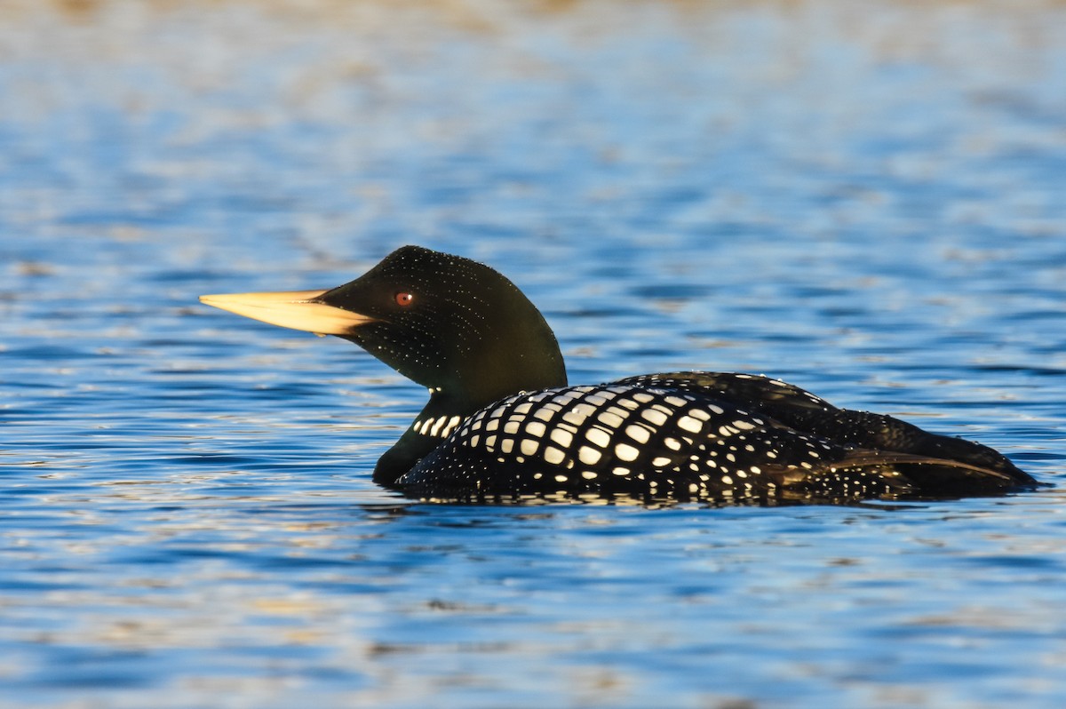 Yellow-billed Loon - ML242495381