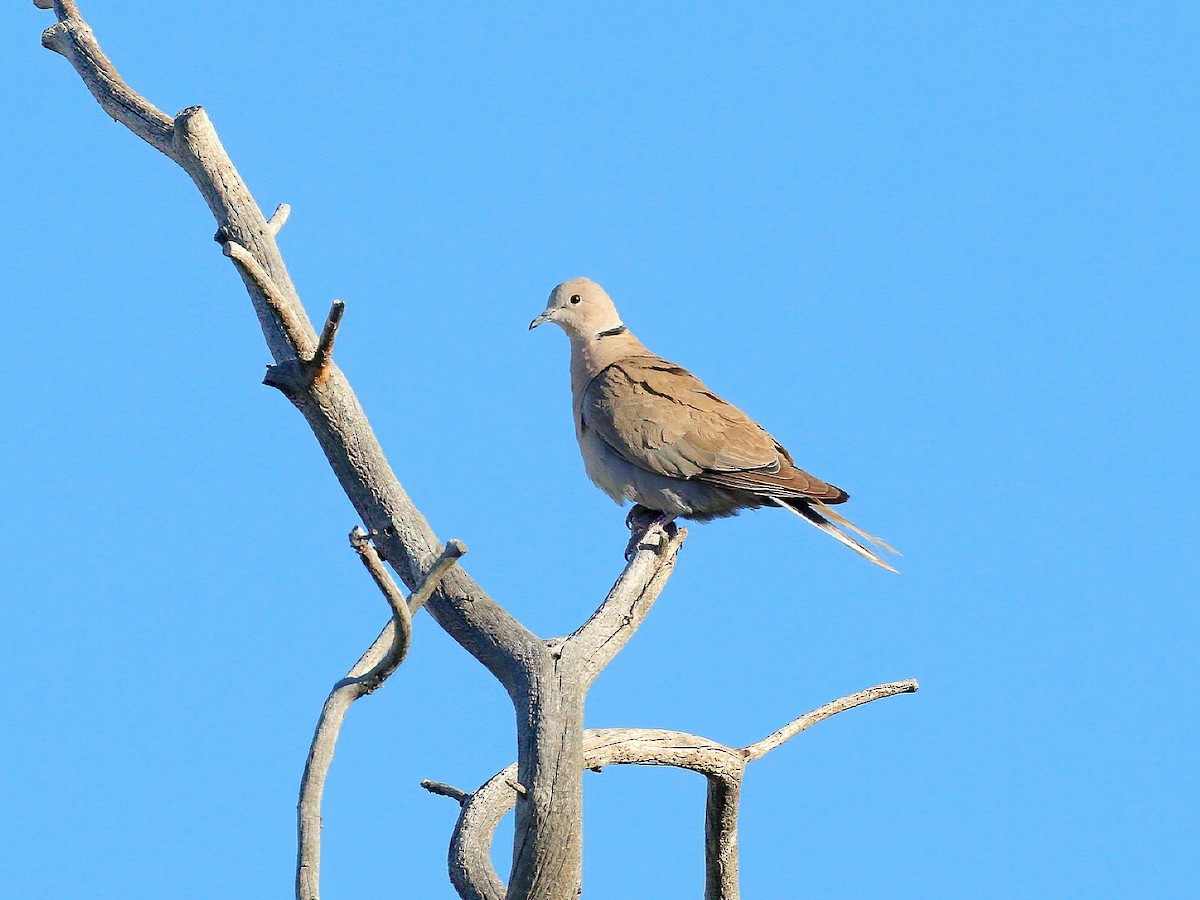 Eurasian Collared-Dove - Bob Walker