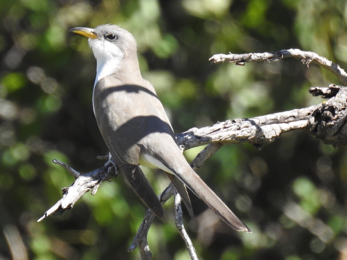 Yellow-billed Cuckoo - ML242495811