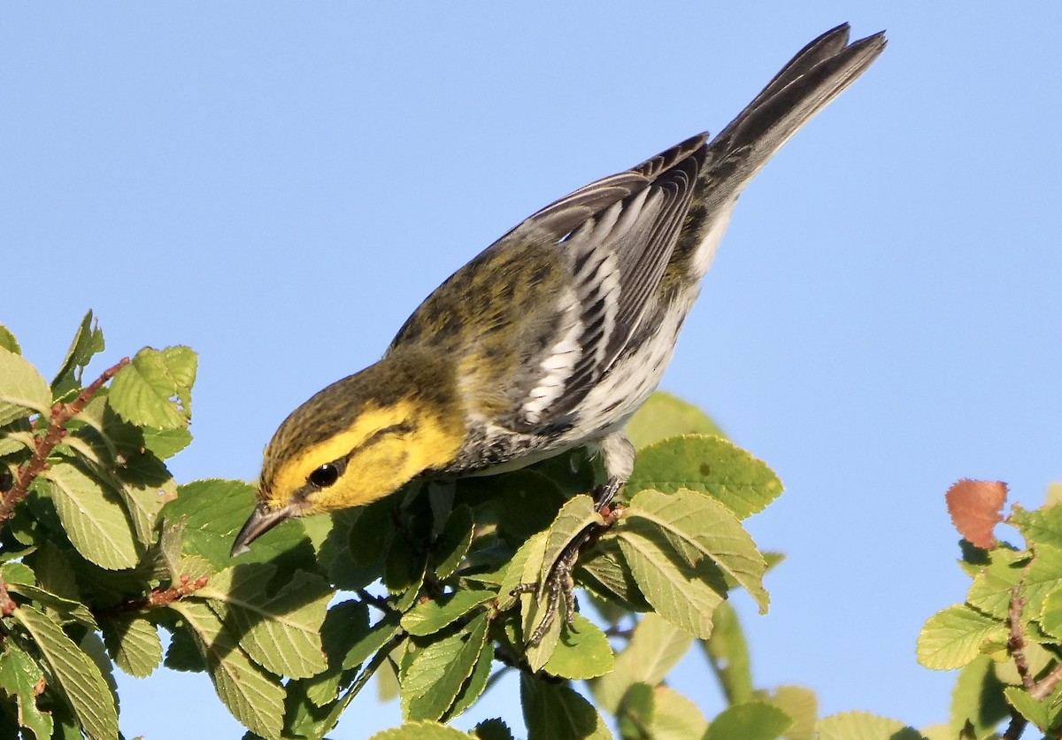 Golden-cheeked Warbler - Jeff Osborne