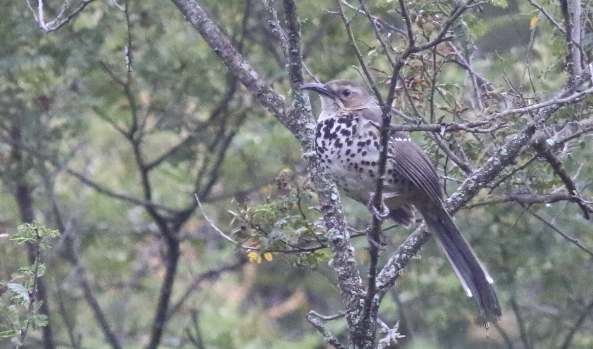 Ocellated Thrasher - ML242496961