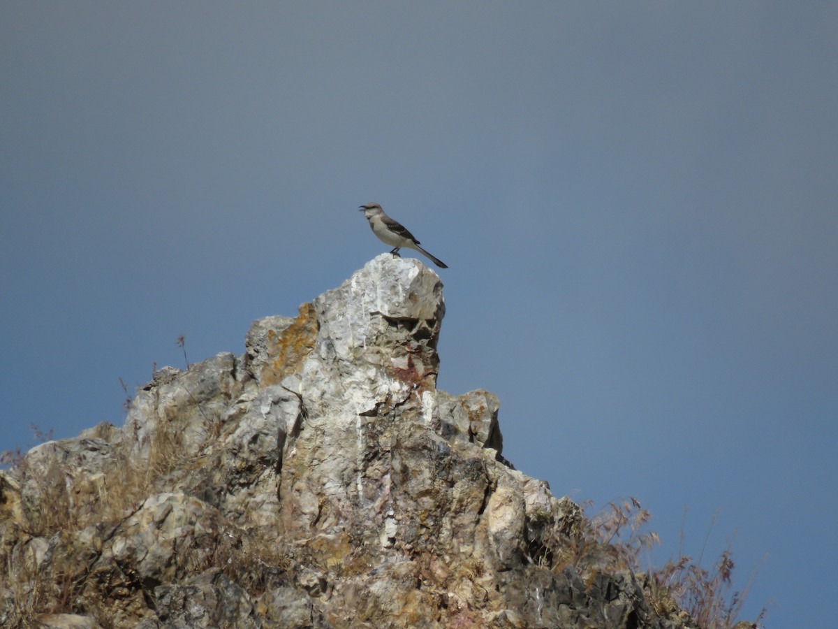 Northern Mockingbird - ML242497651