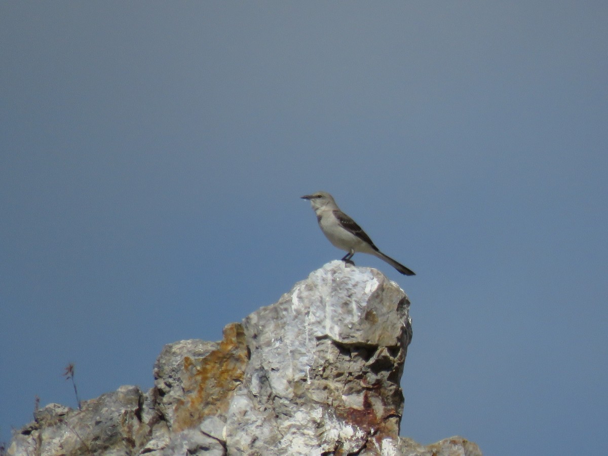 Northern Mockingbird - ML242497671