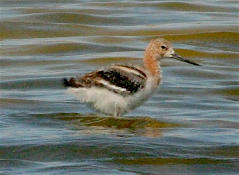 Чоботар американський - ML242498761