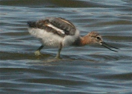 Чоботар американський - ML242498781