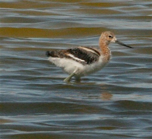 Чоботар американський - ML242498791