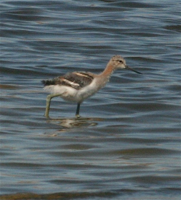 Чоботар американський - ML242498801