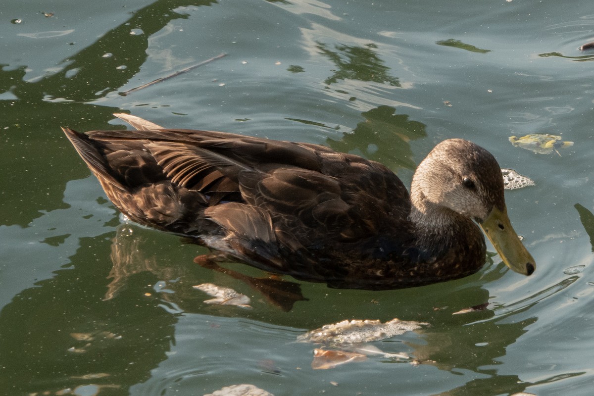 American Black Duck - ML242498871