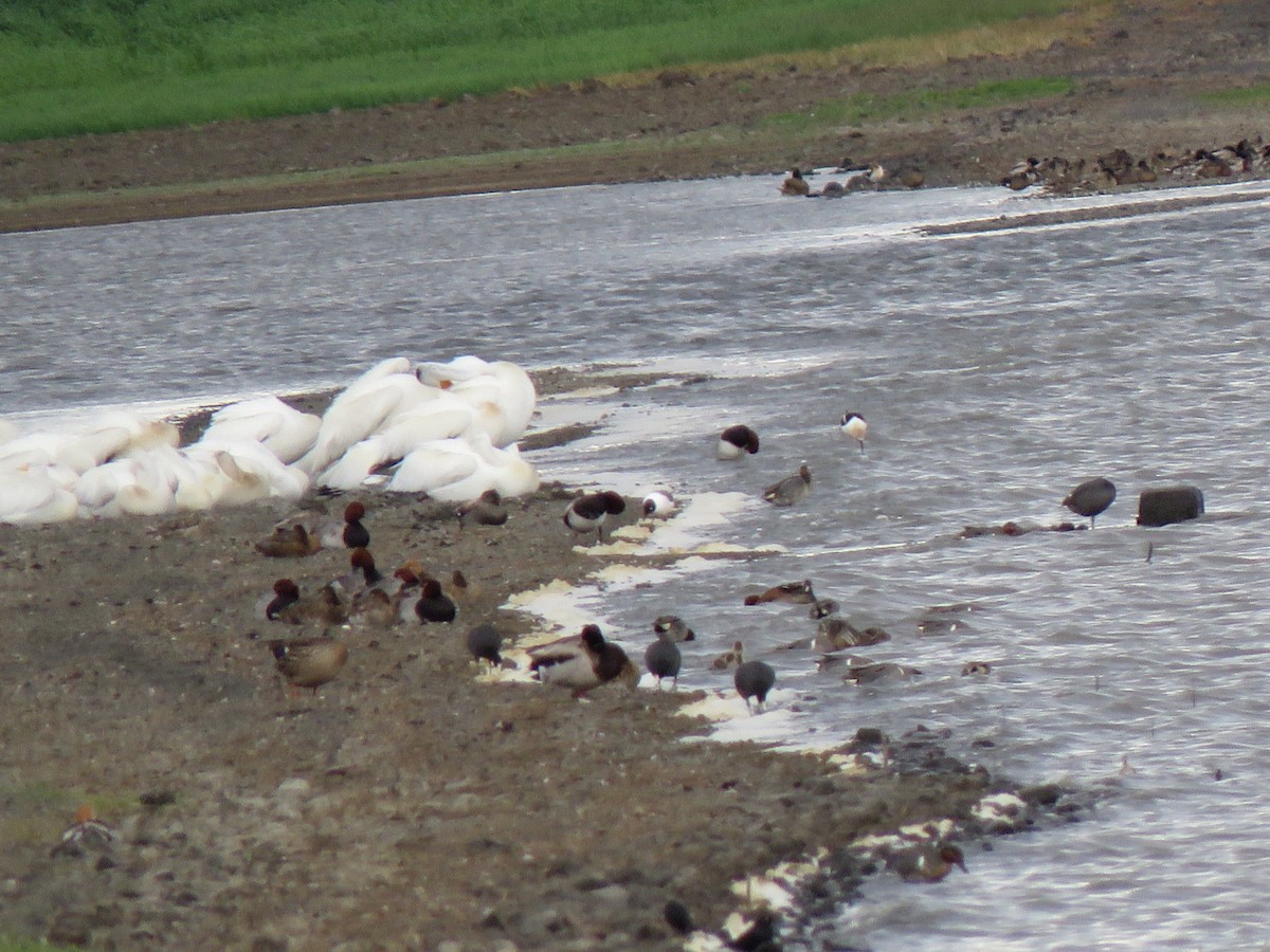 Franklin's Gull - ML242498941