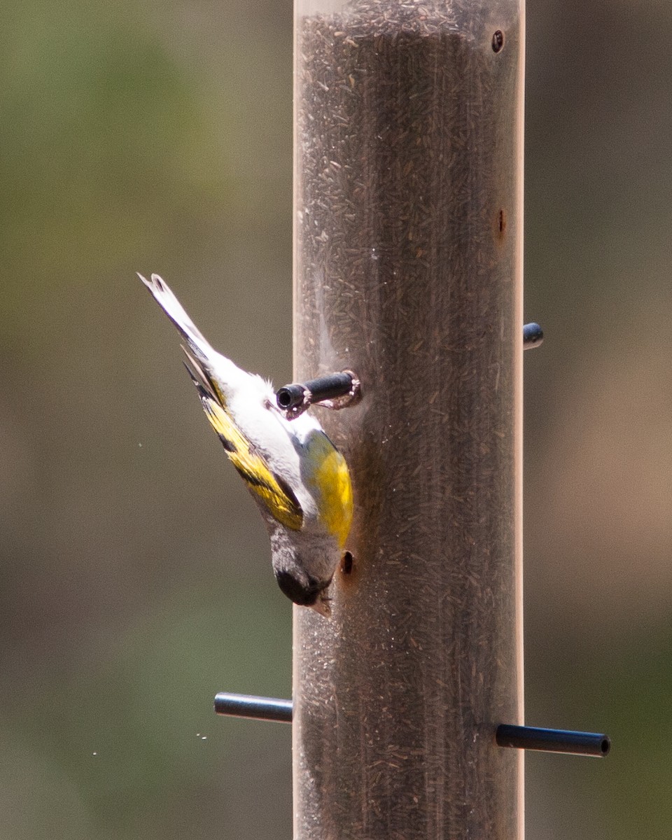 Lawrence's Goldfinch - ML24249931