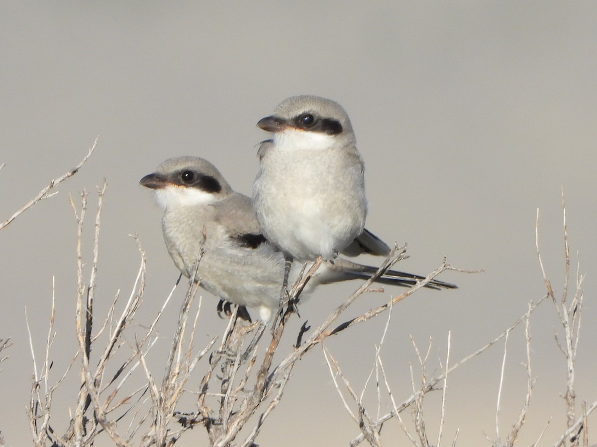 Loggerhead Shrike - Lauri Taylor