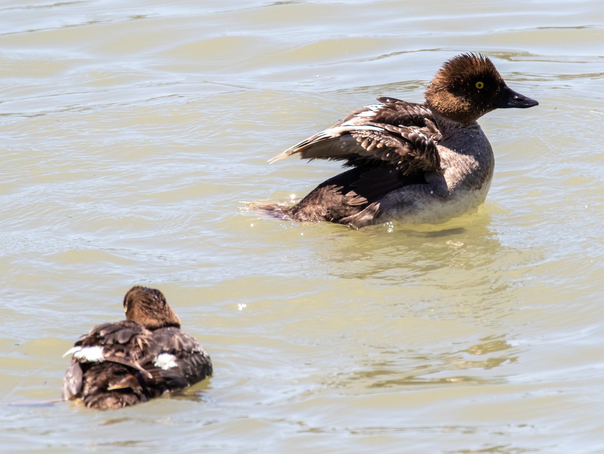 Common Goldeneye - Virginia McManus