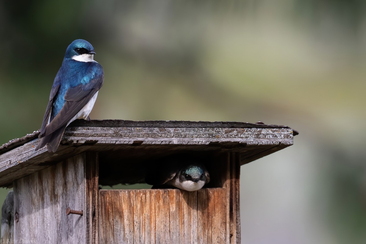 Tree Swallow - ML242500431