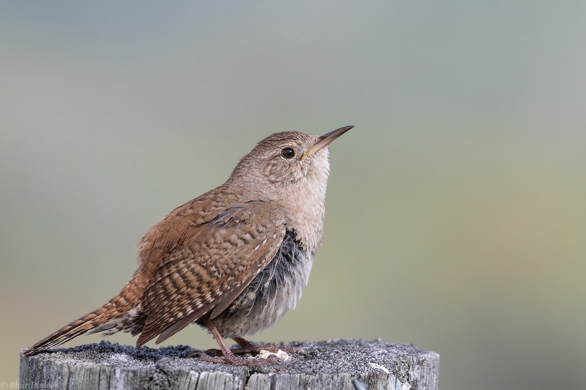 Northern House Wren - ML242500631