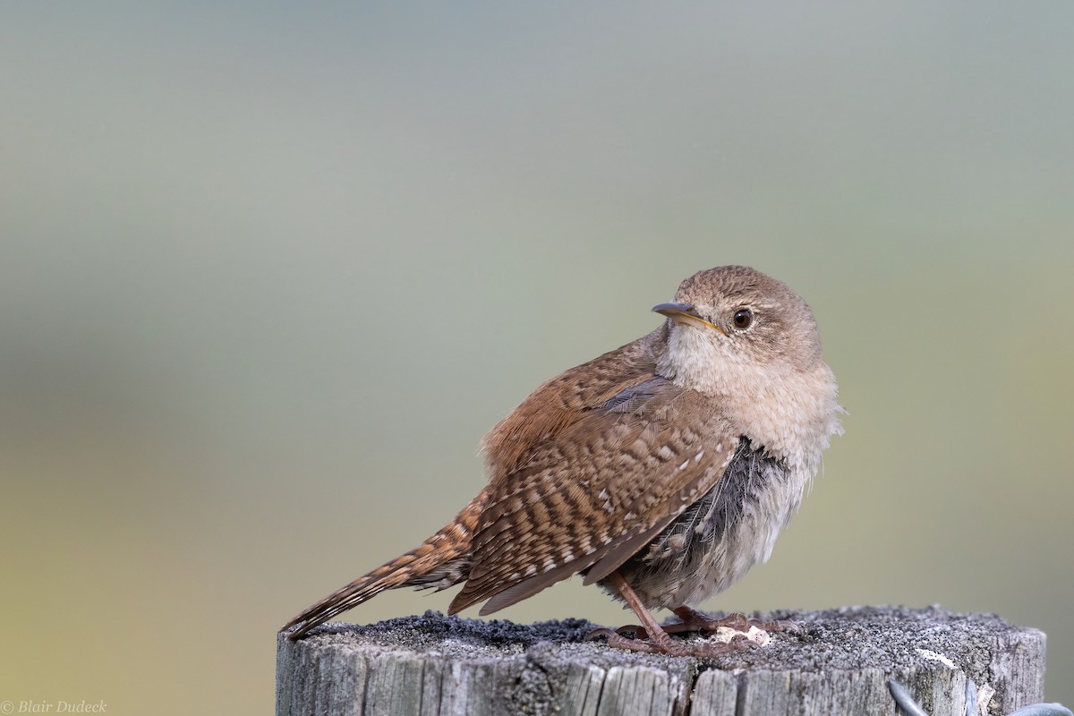 House Wren - ML242500661