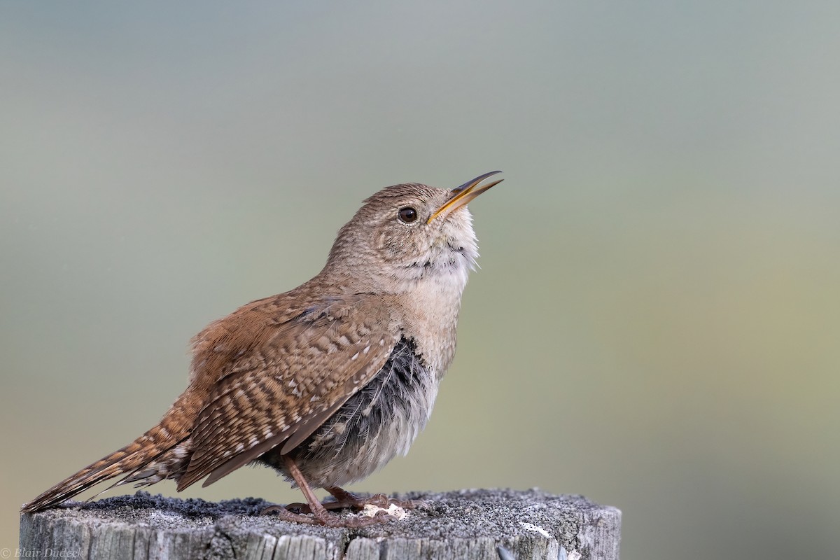 House Wren - Blair Dudeck