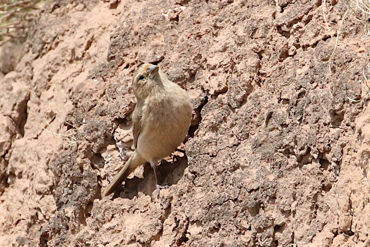 Pale Rosefinch - Leith Woodall