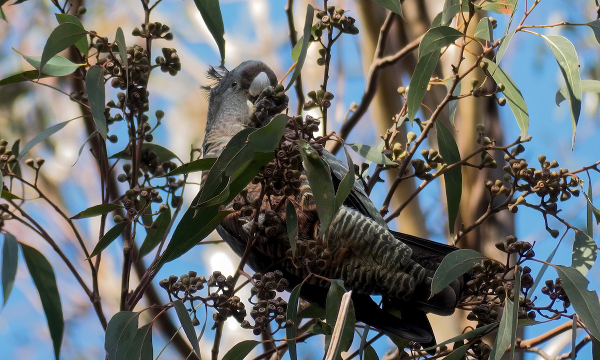 Gang-gang Cockatoo - ML242502961