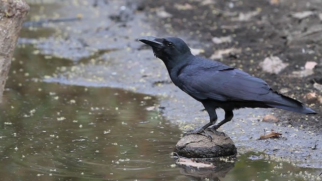 Large-billed Crow - ML242508111
