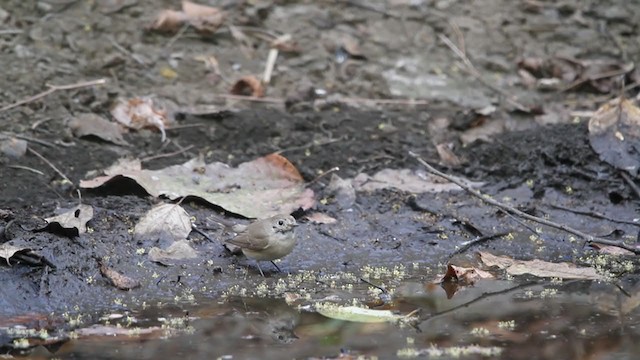 Red-breasted Flycatcher - ML242508131