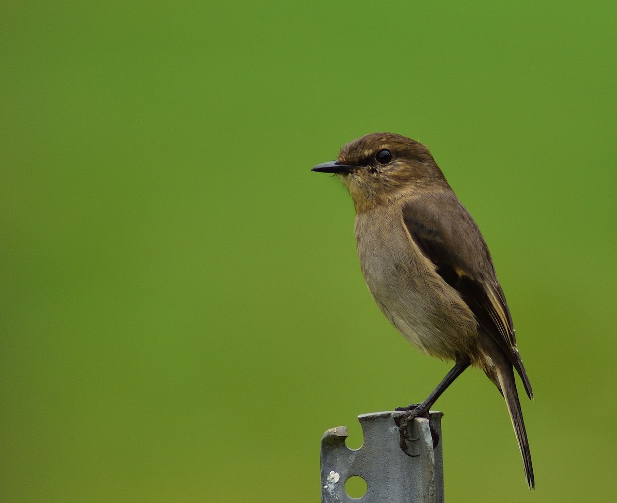 Dusky Robin - ML242508181