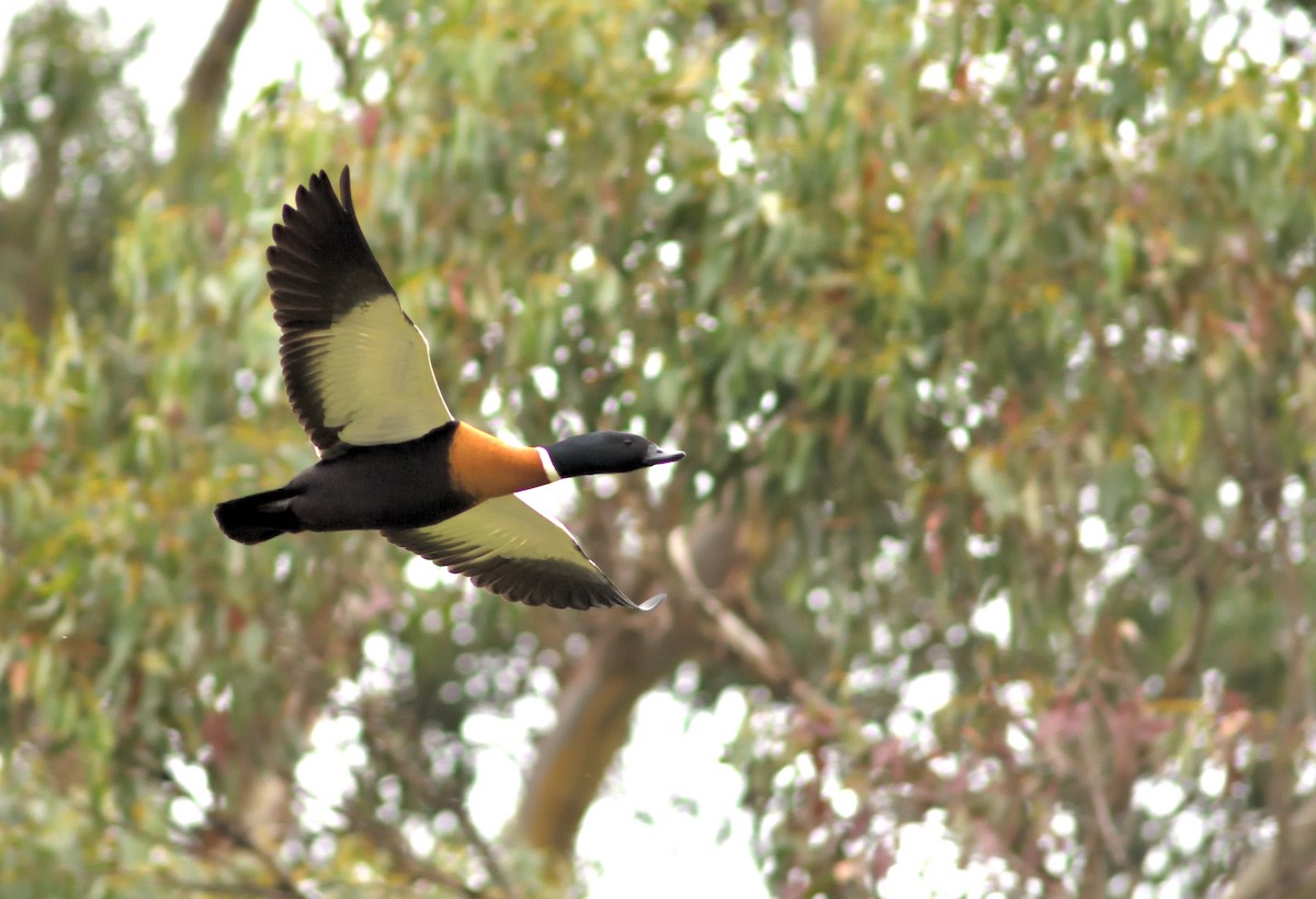 Australian Shelduck - Michael Parsons