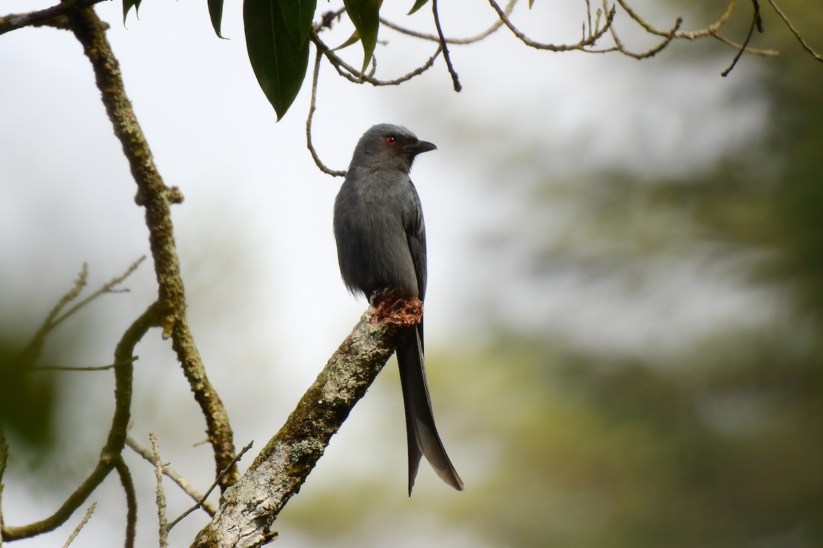 drongo kouřový - ML242508441