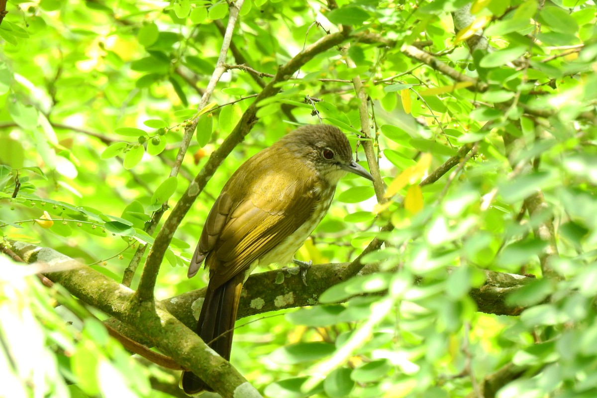 Javan Bulbul - Panji Gusti Akbar