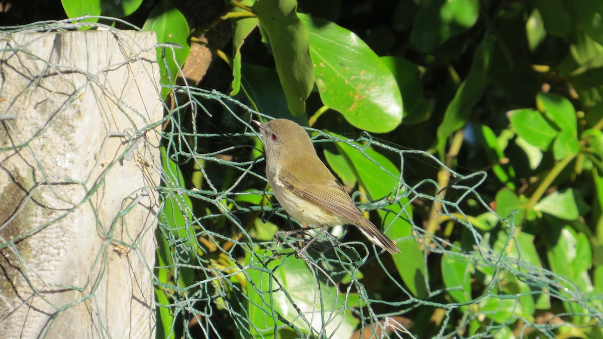 Gray Gerygone - ML242508671