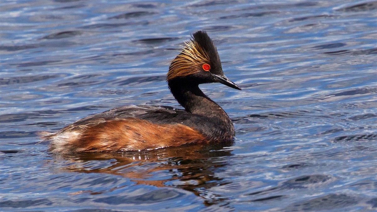 Eared Grebe - ML242508701