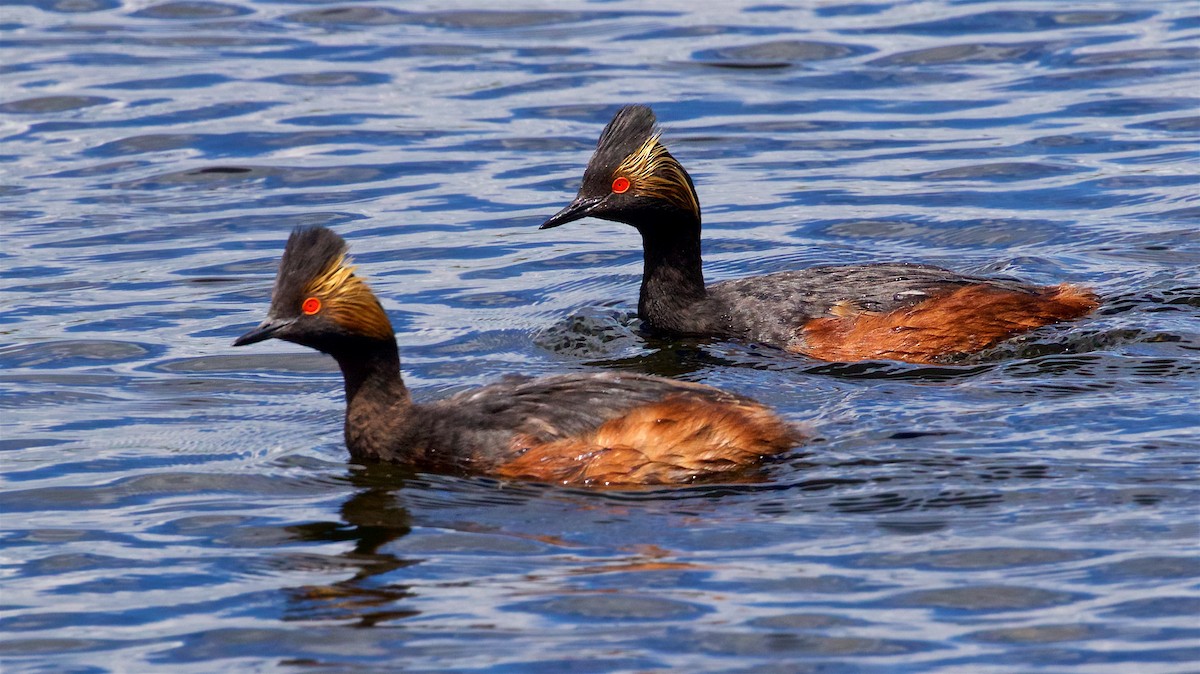 Eared Grebe - ML242508711